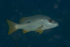 Lutjanus monostigma