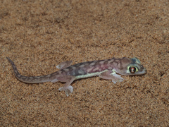 Pachydactylus rangei