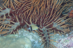 Acanthaster planci