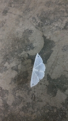 Derambila dentifera