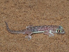 Pachydactylus rangei
