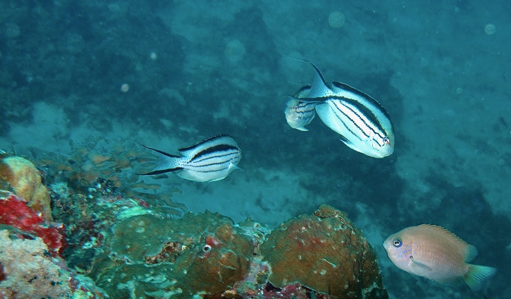 Blackstriped Angelfish