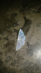 Derambila dentifera