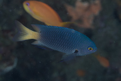 Pomacentrus flavioculus