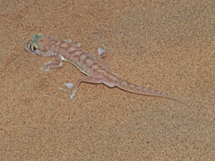 Pachydactylus rangei