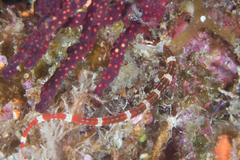 Corythoichthys amplexus