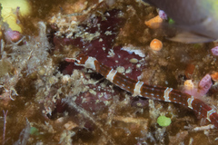 Corythoichthys amplexus