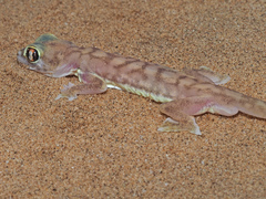 Pachydactylus rangei