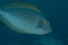 Acanthurus mata
