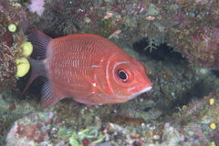 Sargocentron caudimaculatum