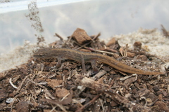 Cryptactites peringueyi