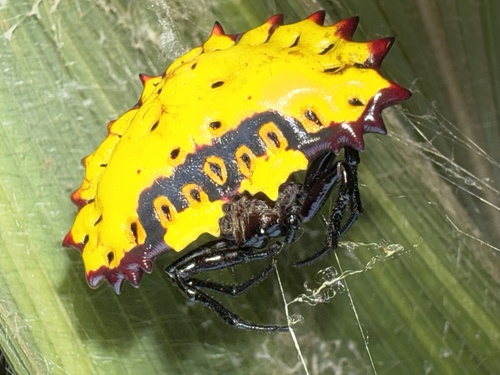 Aranoethra cambridgei