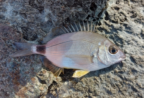 Diplodus annularis