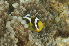 Amphiprion chrysopterus