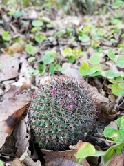 Mammillaria rhodantha fera-rubra
