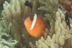 Amphiprion barberi