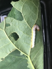 Pyrrhia