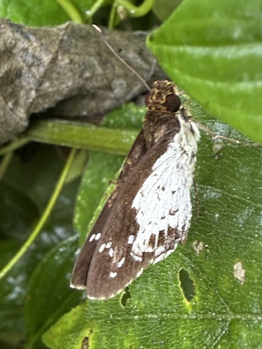 Hypoleucis ophiusa ophiusa