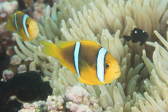 Amphiprion chrysopterus
