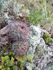 Mammillaria rhodantha fera-rubra