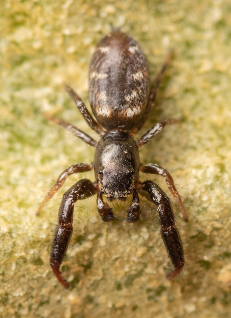 Afraflacilla venustula