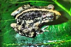 Fejervarya vittigera