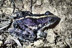 Fejervarya vittigera