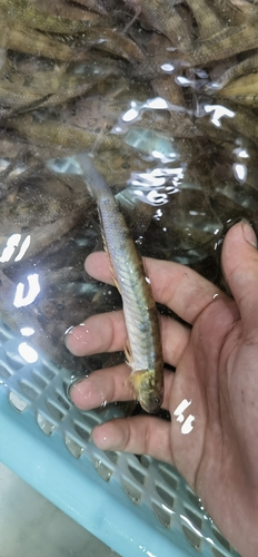 Goby (Parapocryptes serperaster) — Gobiidae