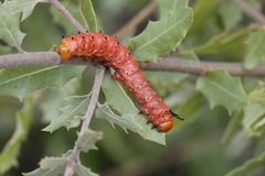 Anisota oslari