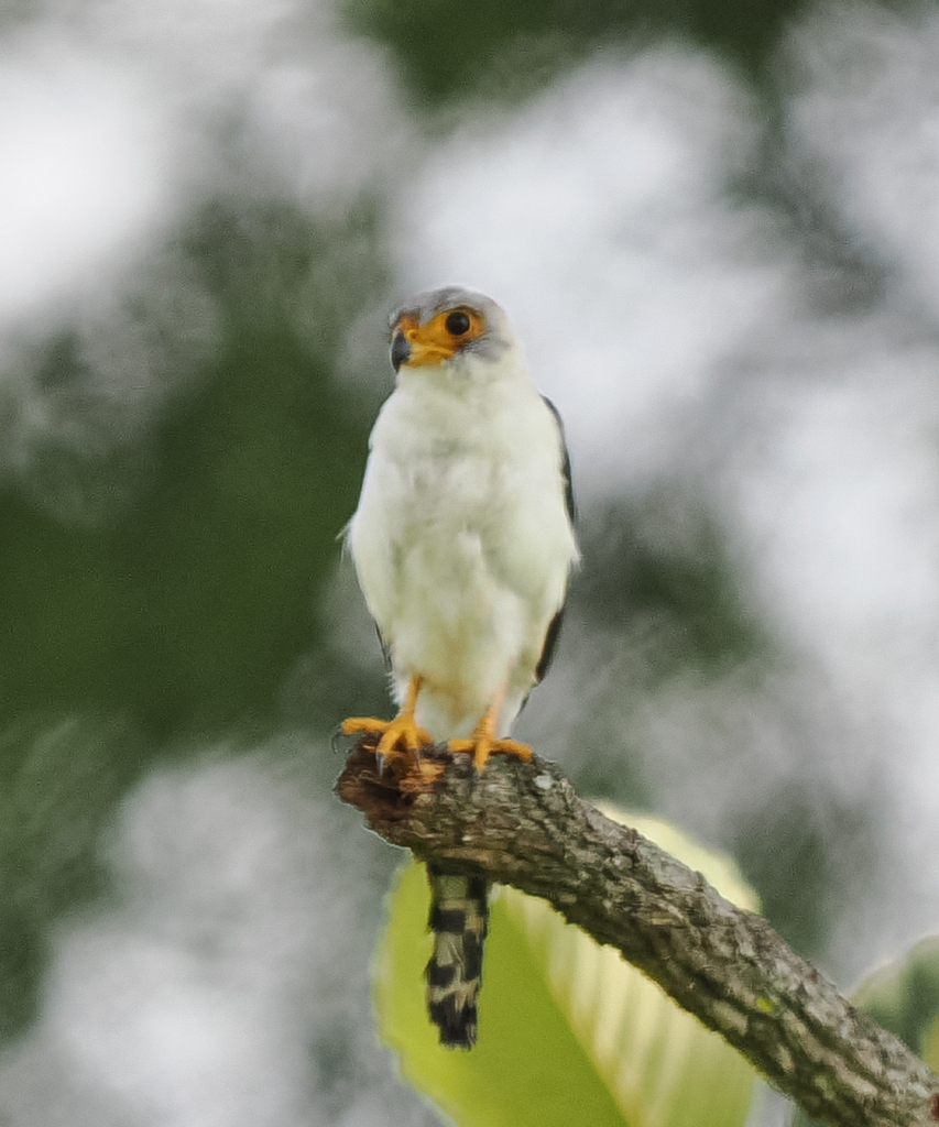 Polihierax insignis