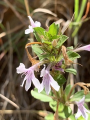 Dyschoriste burchellii