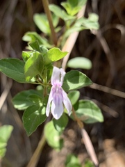 Dyschoriste burchellii