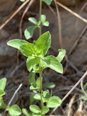 Dyschoriste burchellii