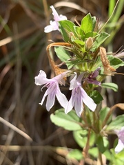 Dyschoriste burchellii