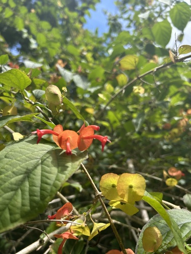 Holmskioldia sanguinea observed 2025-08-22