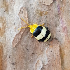 Paranaita generosa