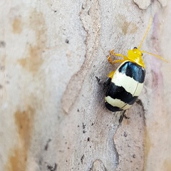 Paranaita generosa
