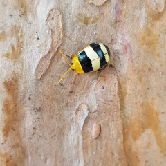 Paranaita generosa
