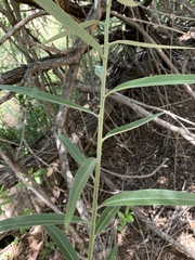 Salix mucronata woodii