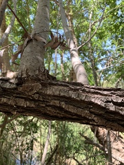 Salix mucronata woodii