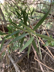 Salix mucronata woodii