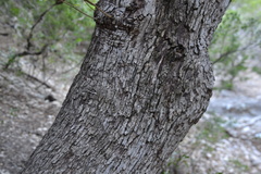Quercus laceyi