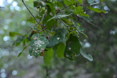 Quercus laceyi