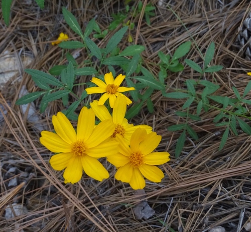 Tagetes lemmonii