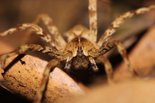 Cladycnis insignis