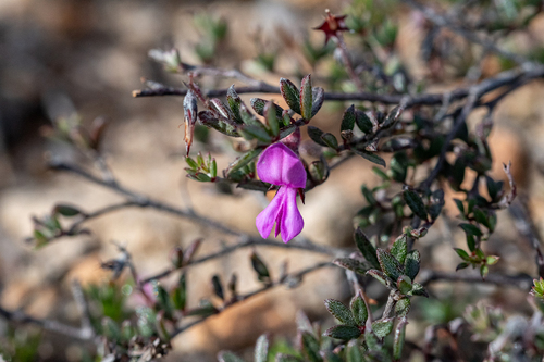 Whitefelt Indigo (Indigofera pilgeriana)