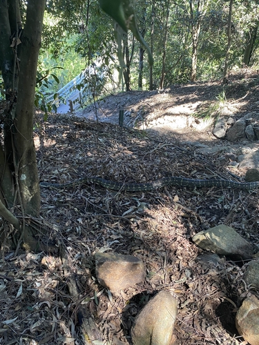 Coastal Carpet Python sighting