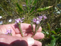 Aspalathus cephalotes violacea