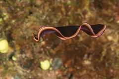 Pseudobiceros gloriosus