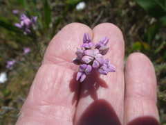 Aspalathus cephalotes violacea